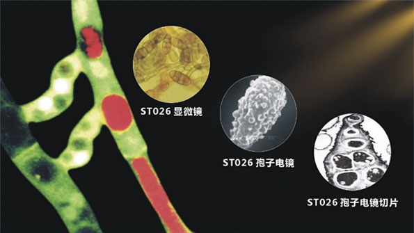 Production of anticancer drug paclitaxel by fungal fermentation